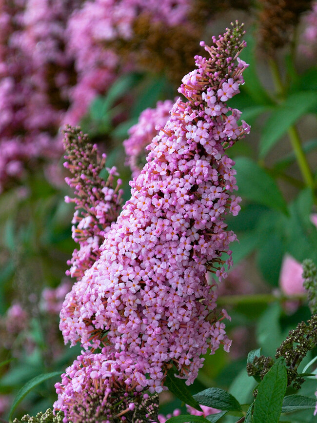 Buddleia Princess Pink