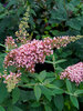 Buddleia Princess Pink