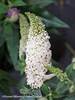 Buddleia Pugster White