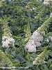 Buddleia Pugster White