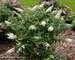 Buddleia Pugster White