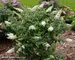 Buddleia Pugster White