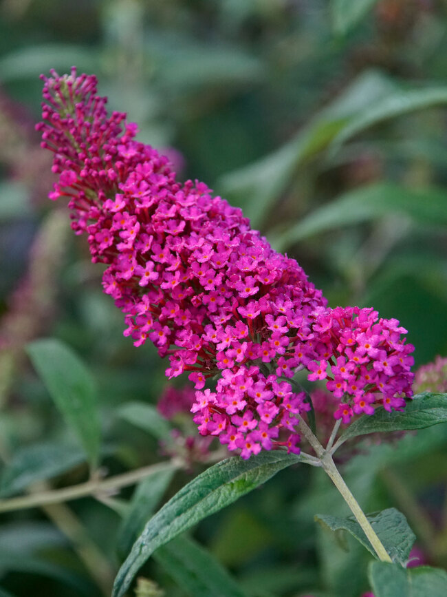 Buddleia Queen of Hearts