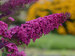 Buddleia Queen of Hearts