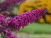 Buddleia Queen of Hearts