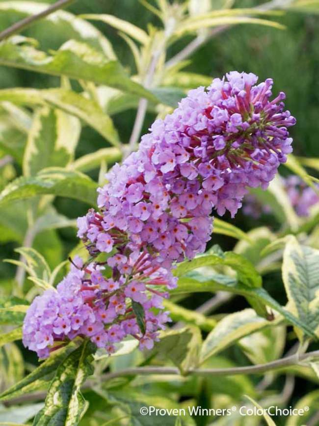 Image of Variegated Summer Lilac butterfly bush