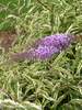 Buddleia Summer Skies