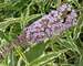 Buddleia Summer Skies