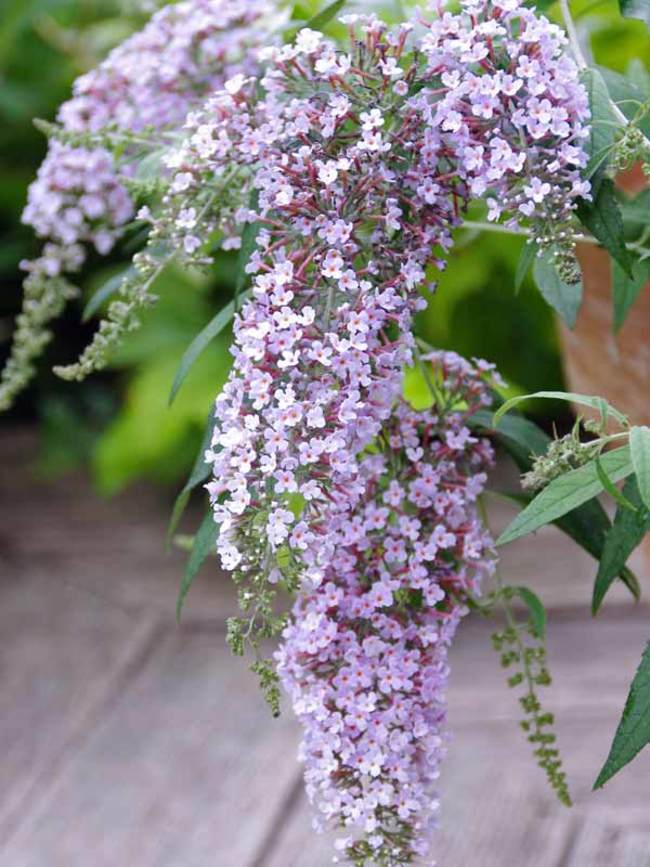 Buddleia Wisteria Lane