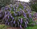 Buddleia Wisteria Lane