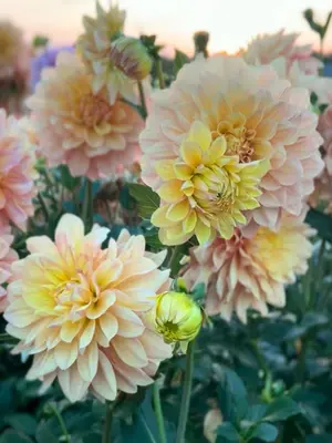 Link to Dahlia Wyn's New Pastel