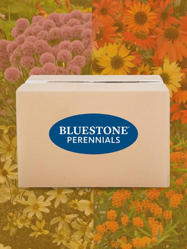 12-Plant Custom Drought Tolerant Garden