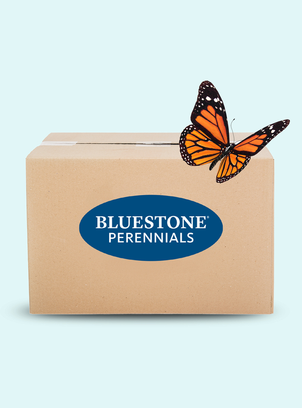 12-Plant Custom Pollinator Garden