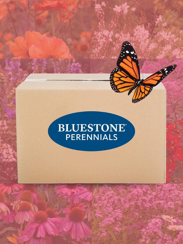 24-Plant Custom Pollinator Garden