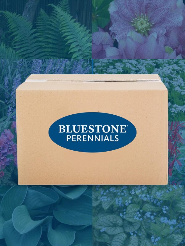 24-Plant Custom Shade Garden