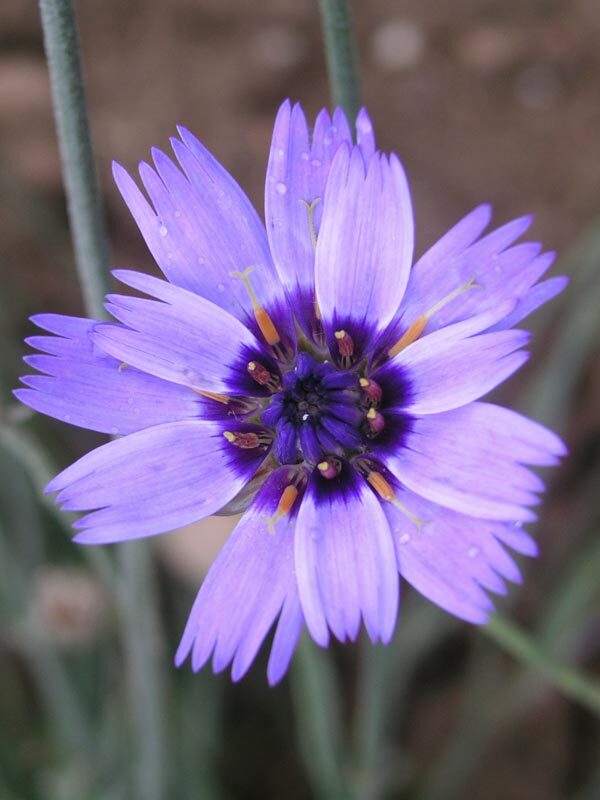Catananche Major Armor Blue