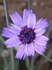 Catananche Major Armor Blue