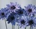 Catananche Major Armor Blue