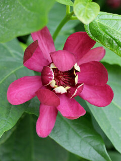 Calycanthus
