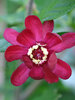 Calycanthus Aphrodite