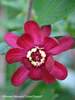 Calycanthus Aphrodite