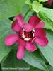 Calycanthus Aphrodite