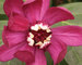 Calycanthus Aphrodite