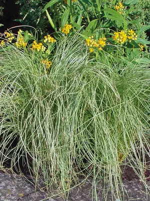 Link to Carex Amazon Mist