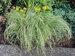 Carex Amazon Mist