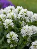 Campanula Angel Bells