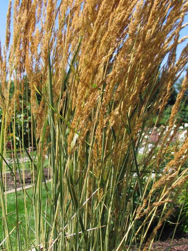 Calamagrostis Avalanche