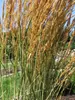 Calamagrostis Avalanche