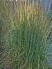 Calamagrostis Avalanche