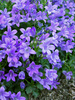 Campanula Bavarian-Blue