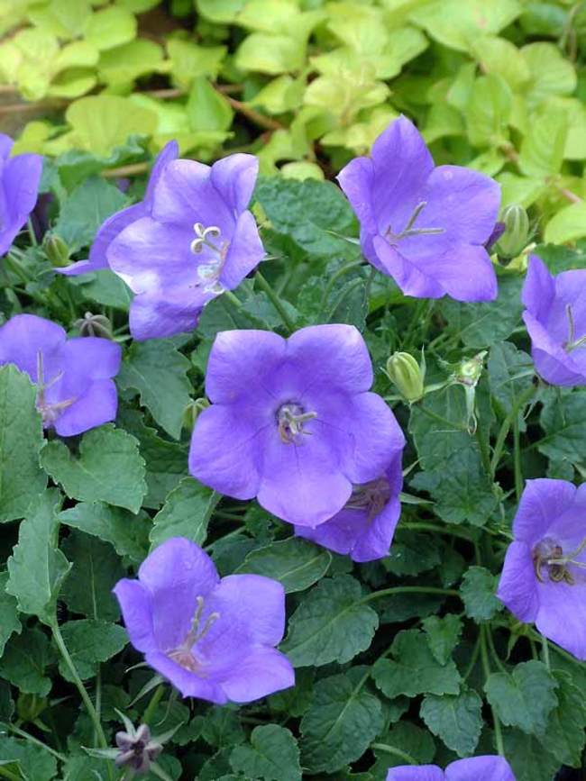 Campanula Blue Clips