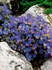 Campanula Blue Clips