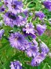 Campanula Bernice