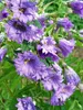 Campanula Bernice