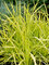 Carex Bowles Golden