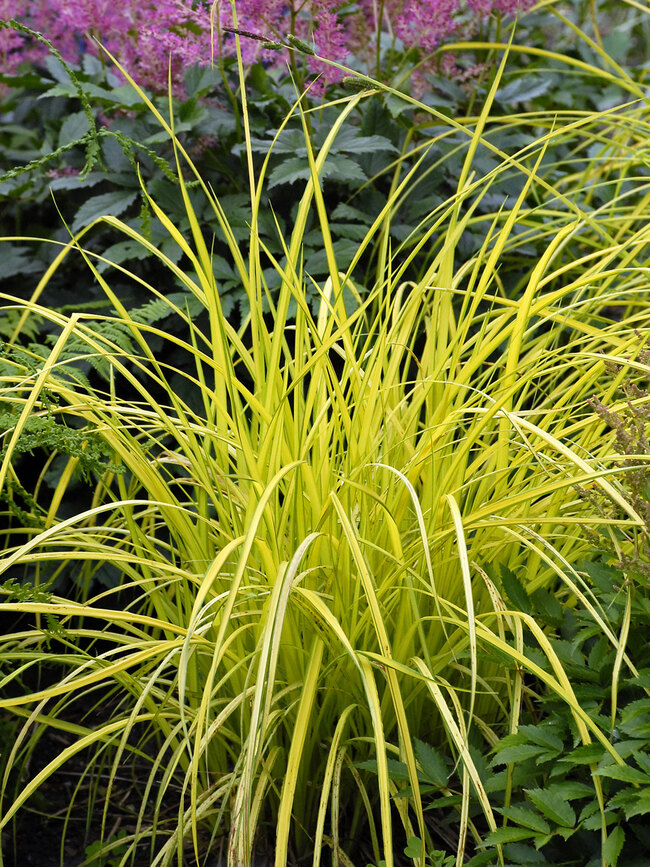 Carex Bowles Golden