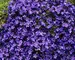 Campanula Birch-Hybrid