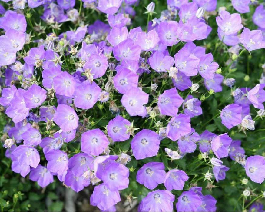 Campanula Blue Orb Bluestone Perennials