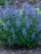 Caryopteris Beyond Midnight