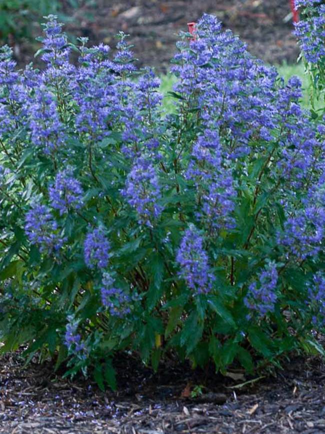 Caryopteris Beyond Midnight