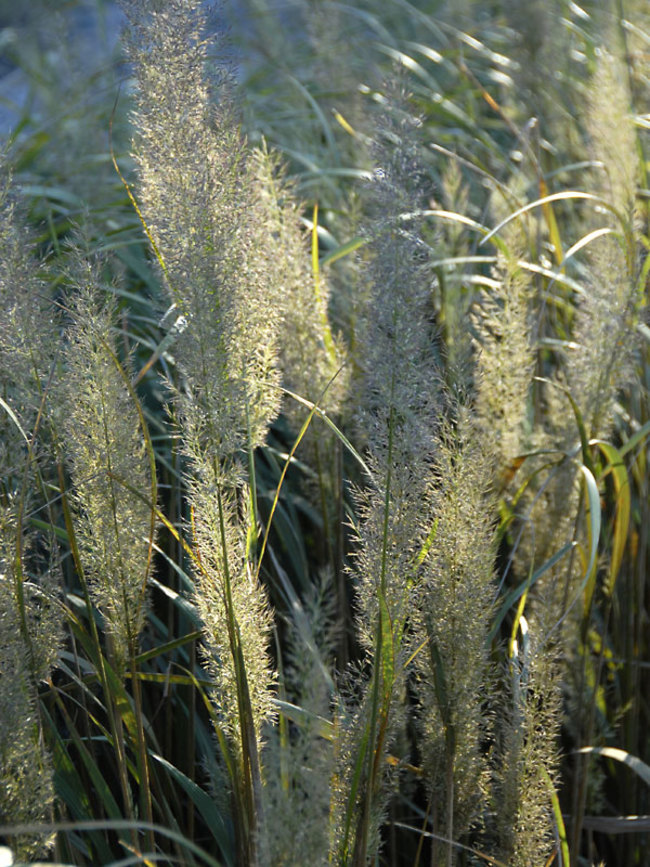 Calamagrostis brachytricha