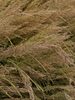 Calamagrostis brachytricha