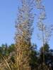 Calamagrostis brachytricha