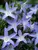 Campanula Blue-Waterfall
