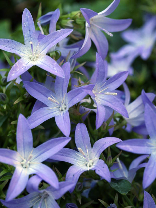 Campanula Blue-Waterfall