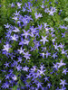 Campanula Blue-Waterfall